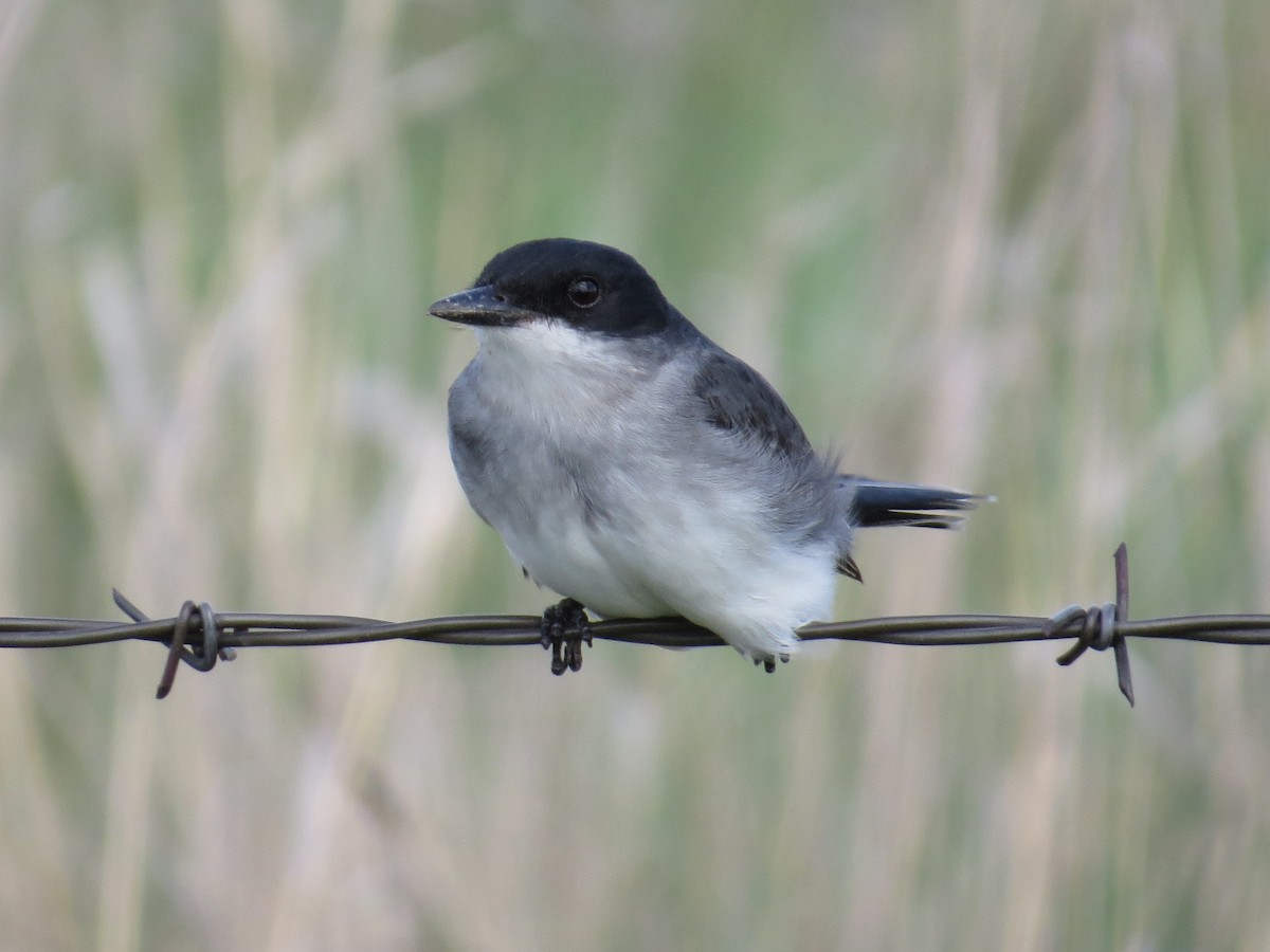 Eastern Kingbird - ML620804171