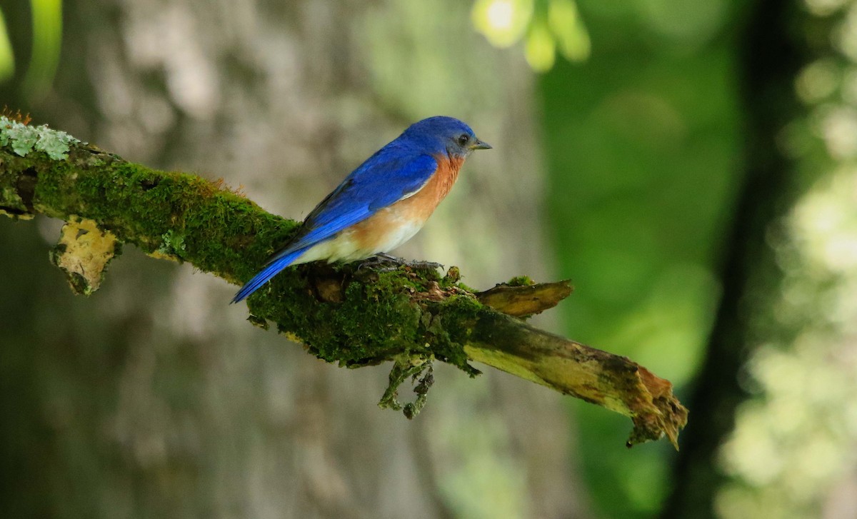Eastern Bluebird - ML620804173