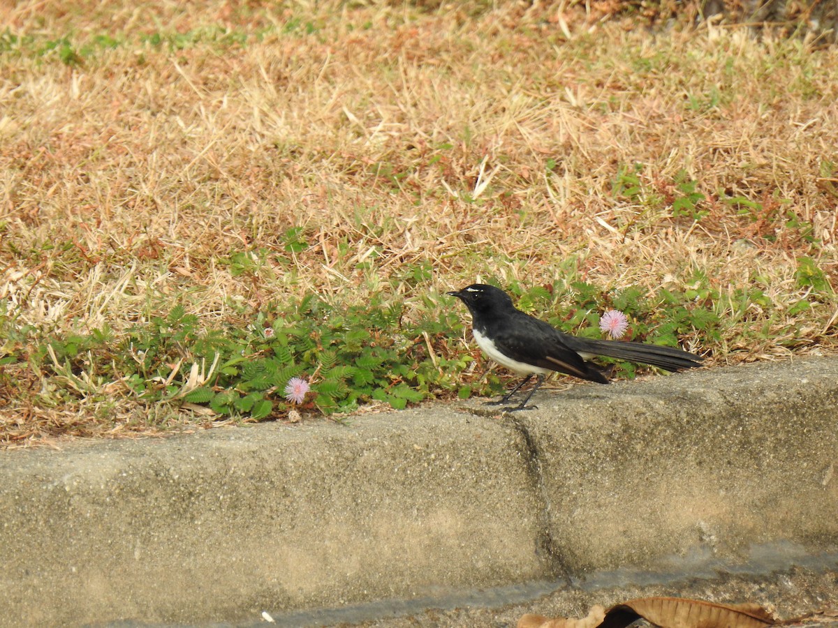 Willie-wagtail - ML620804174
