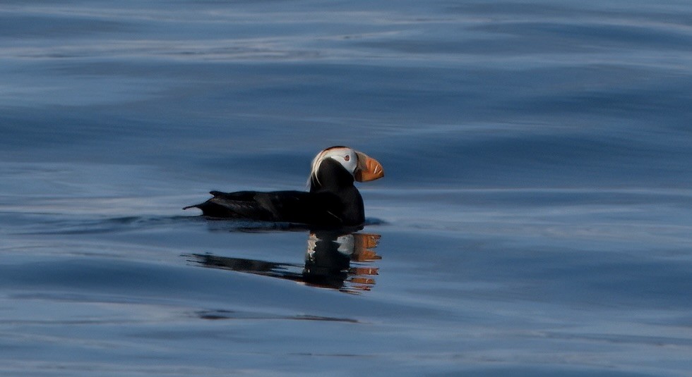Tufted Puffin - ML620804177
