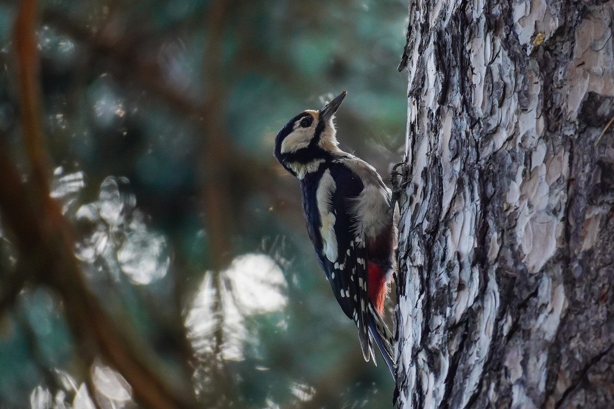 Great Spotted Woodpecker - ML620804195