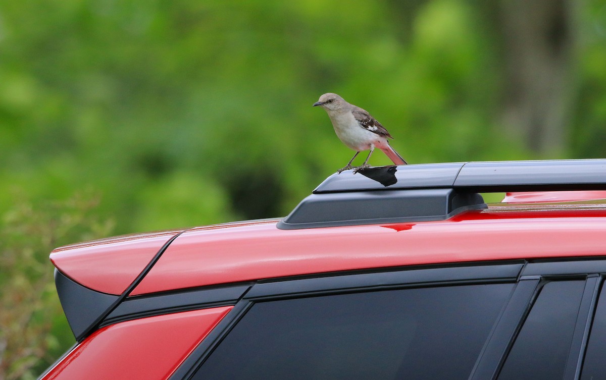 Northern Mockingbird - ML620804196