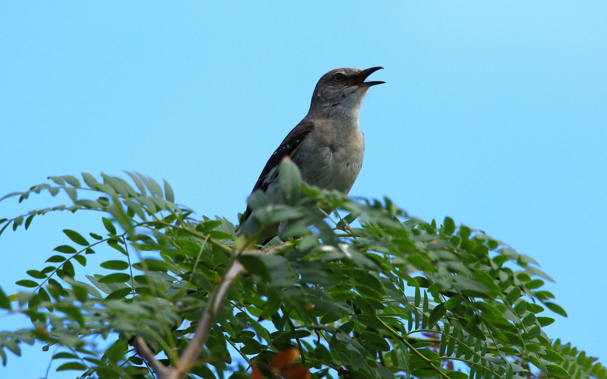 Northern Mockingbird - ML620804197