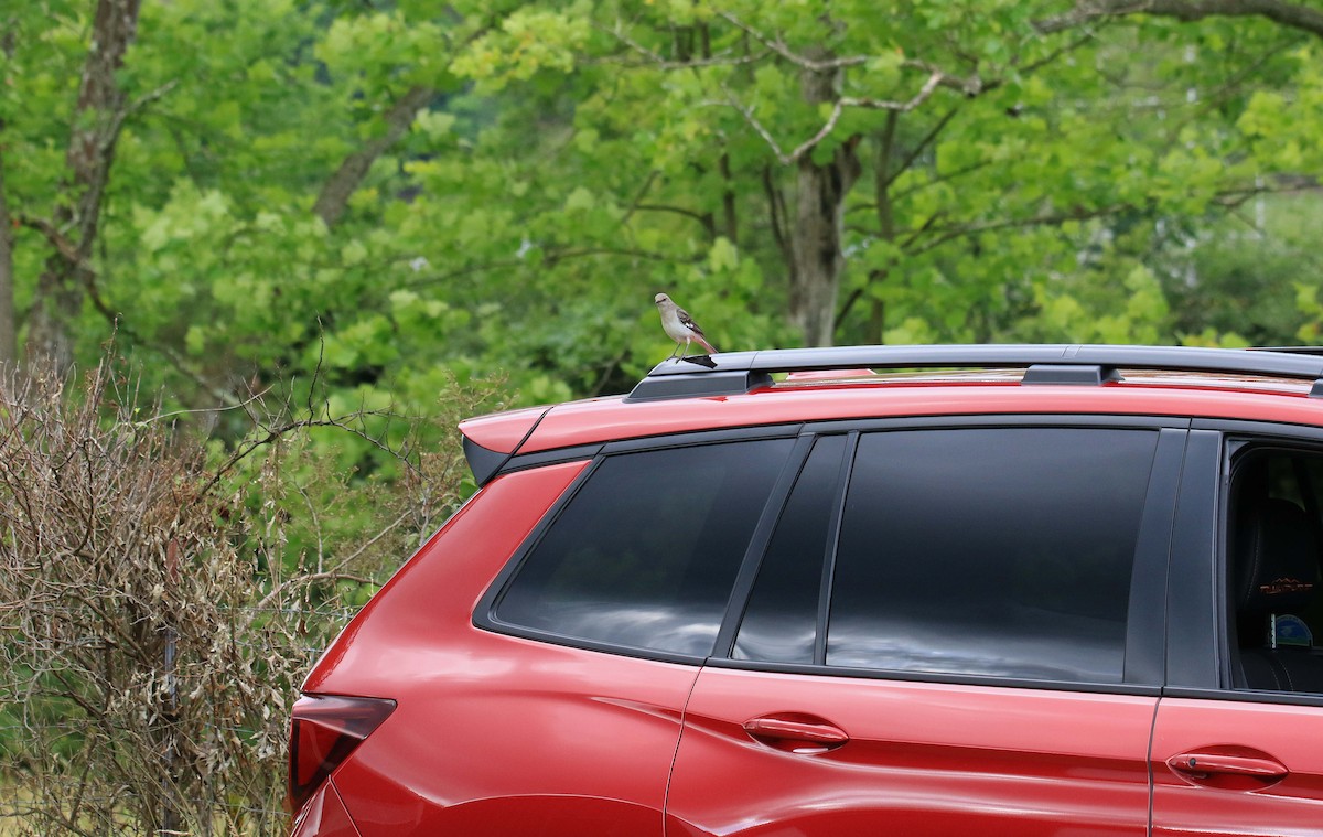 Northern Mockingbird - ML620804203