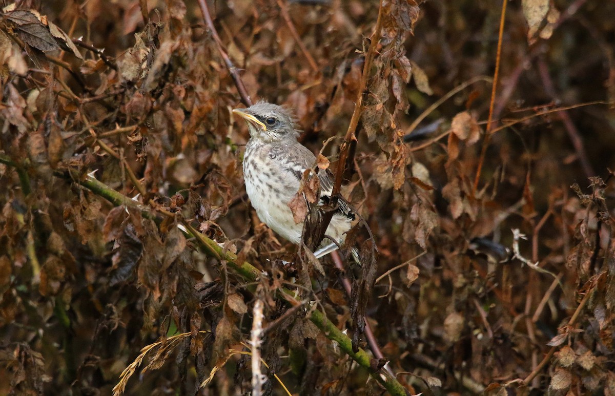 Northern Mockingbird - ML620804205