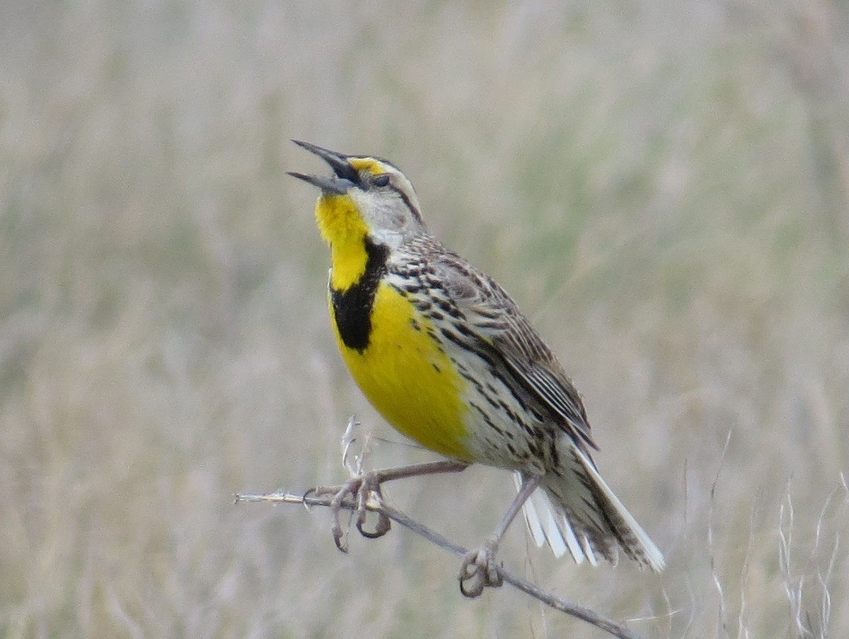 Eastern Meadowlark - ML620804221