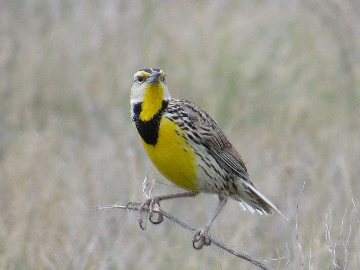 Eastern Meadowlark - Tom Rohrer