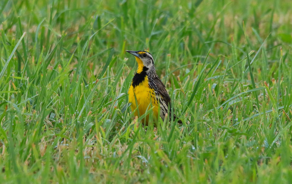 Eastern Meadowlark - ML620804223