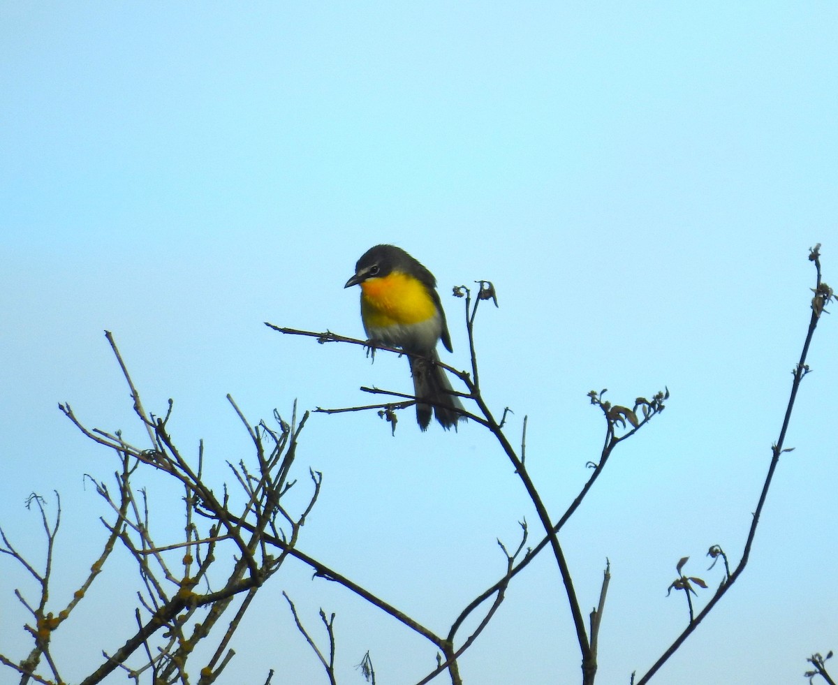 Yellow-breasted Chat - ML620804225