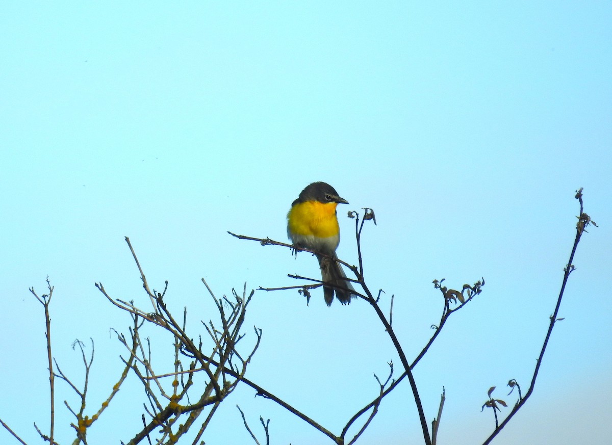 Yellow-breasted Chat - ML620804226