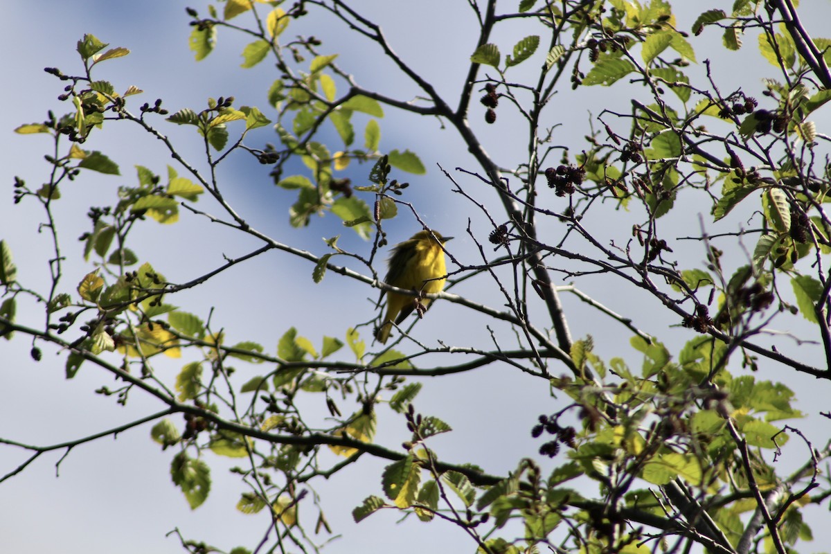 Yellow Warbler (Northern) - ML620804228