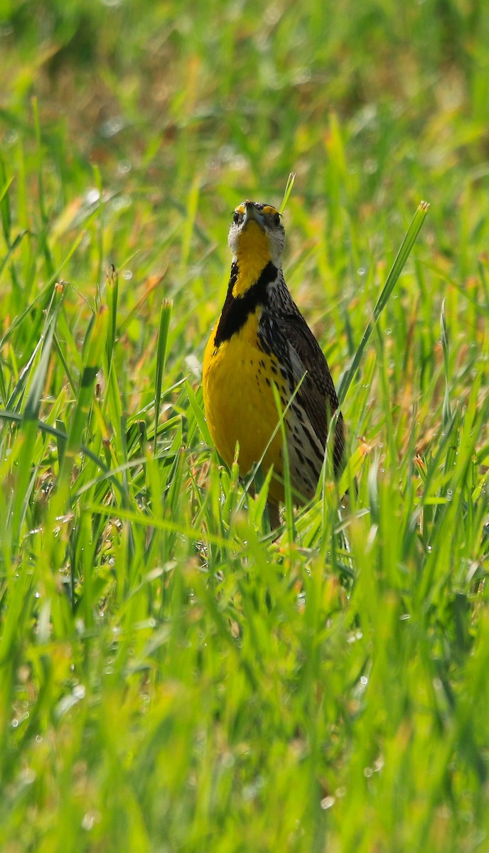 Eastern Meadowlark - ML620804231