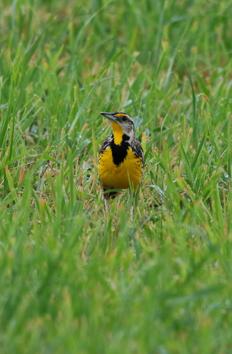 Eastern Meadowlark - ML620804232