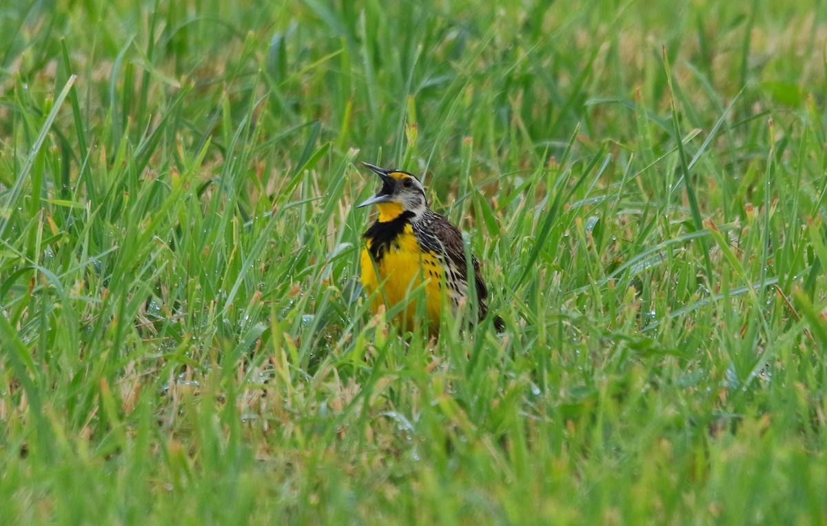Eastern Meadowlark - ML620804233