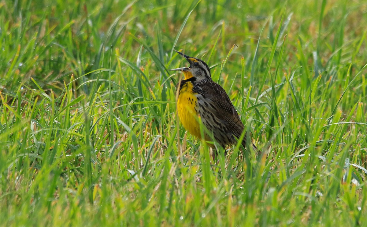 Eastern Meadowlark - ML620804234