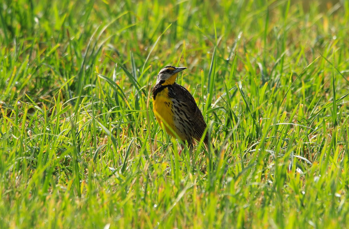 Eastern Meadowlark - ML620804238