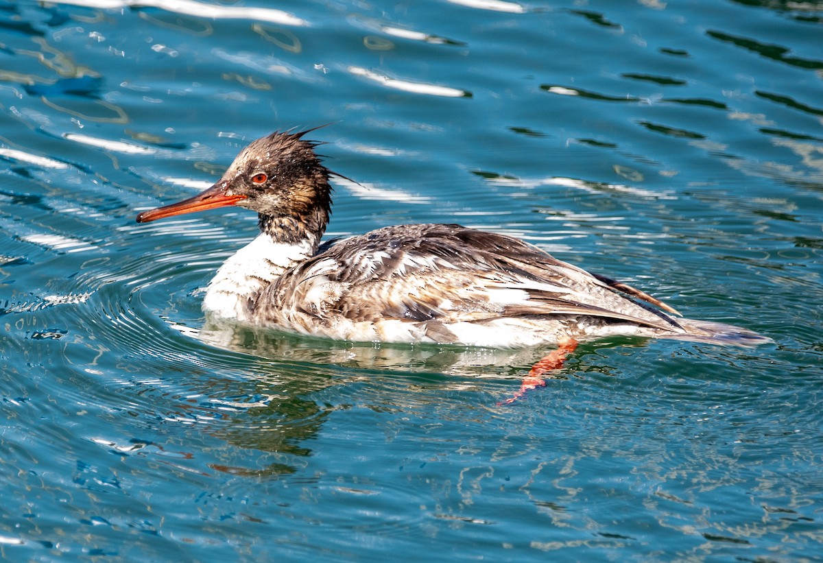 Red-breasted Merganser - ML620804242