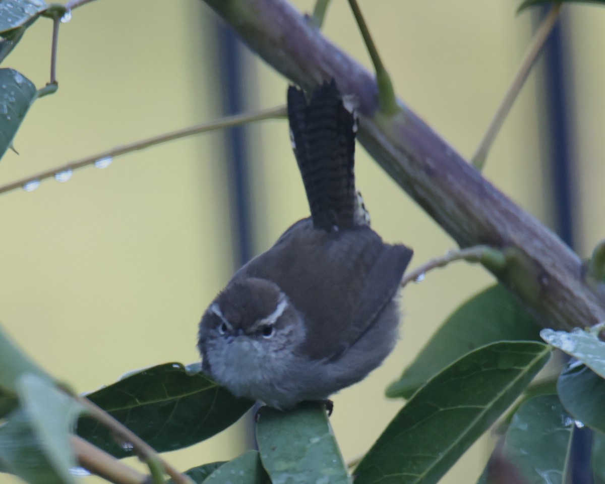 Bewick's Wren - ML620804246