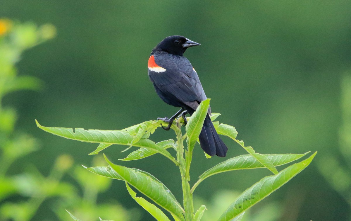 Red-winged Blackbird - ML620804248