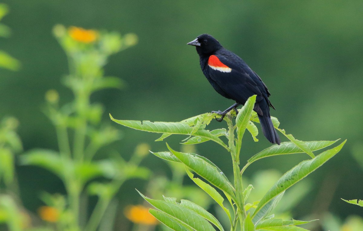 Red-winged Blackbird - ML620804249