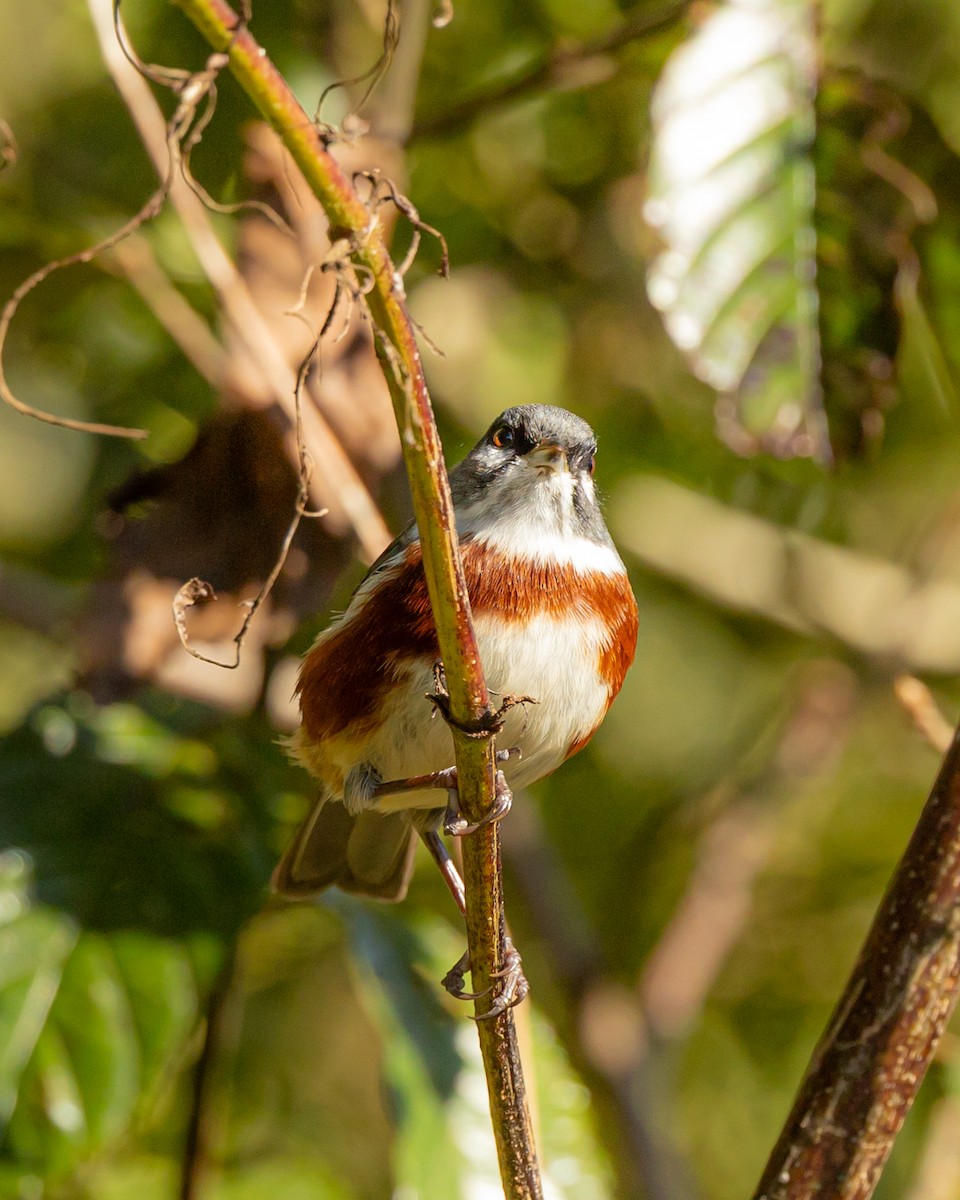 Bay-chested Warbling Finch - ML620804251