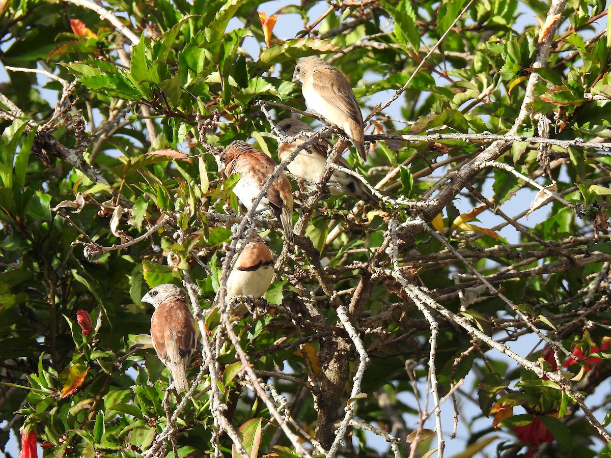 Chestnut-breasted Munia - ML620804254