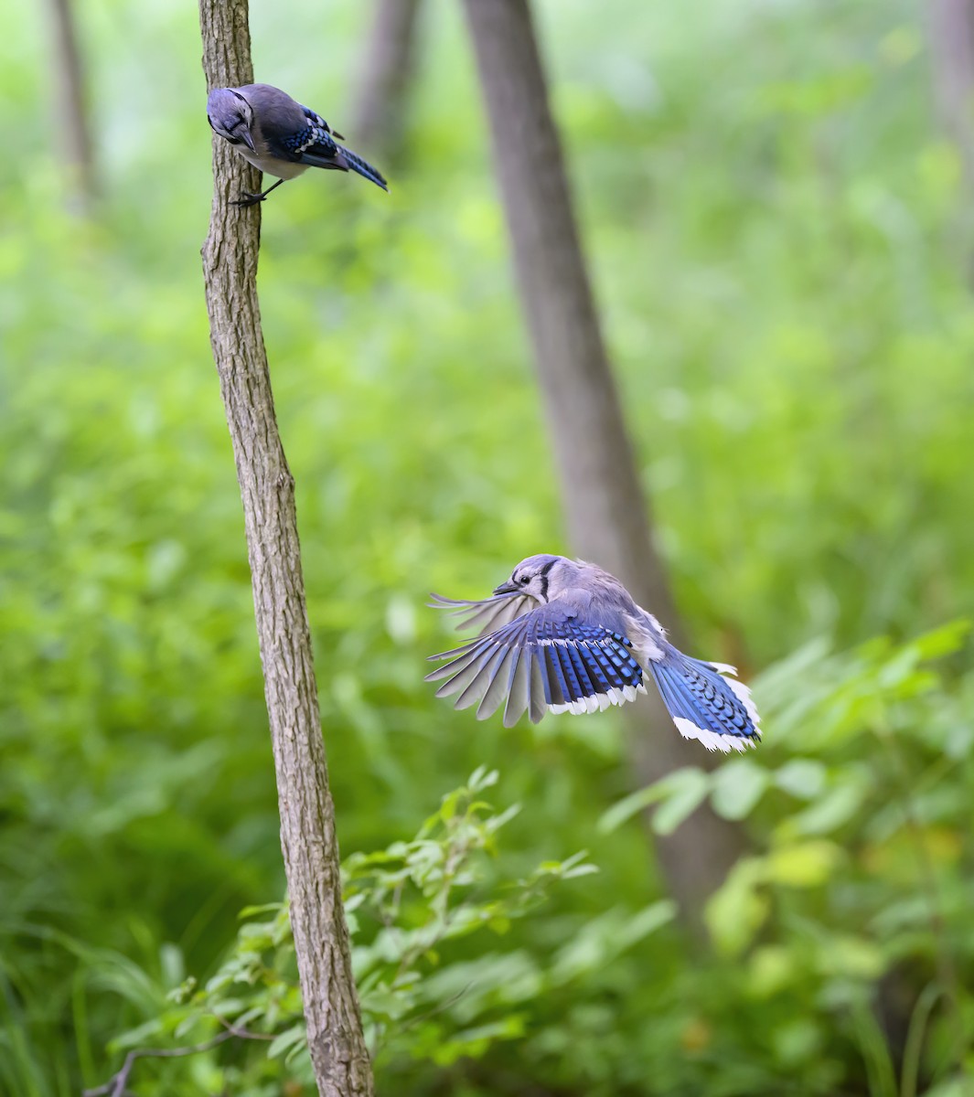 Blue Jay - ML620804262