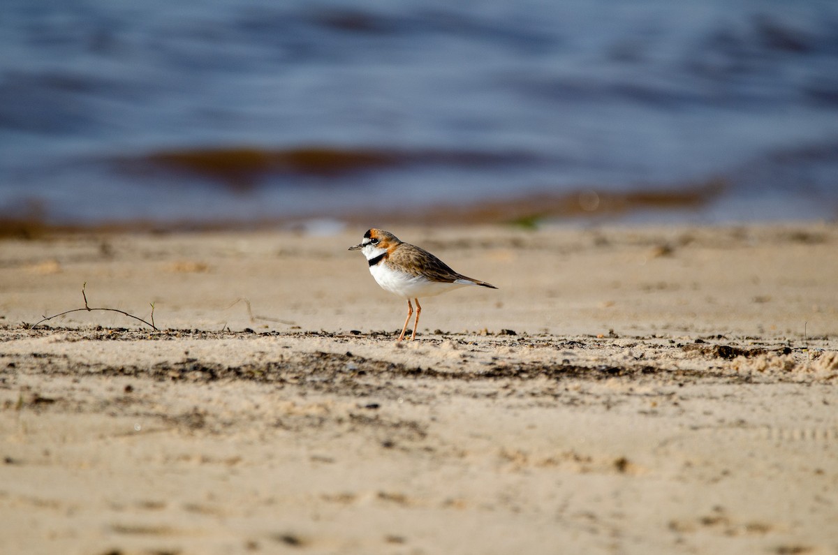 Collared Plover - ML620804263