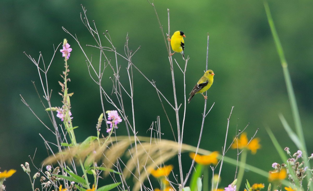 American Goldfinch - ML620804267