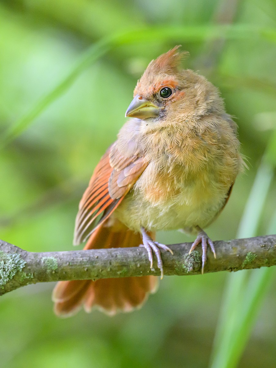 Cardinal rouge - ML620804270