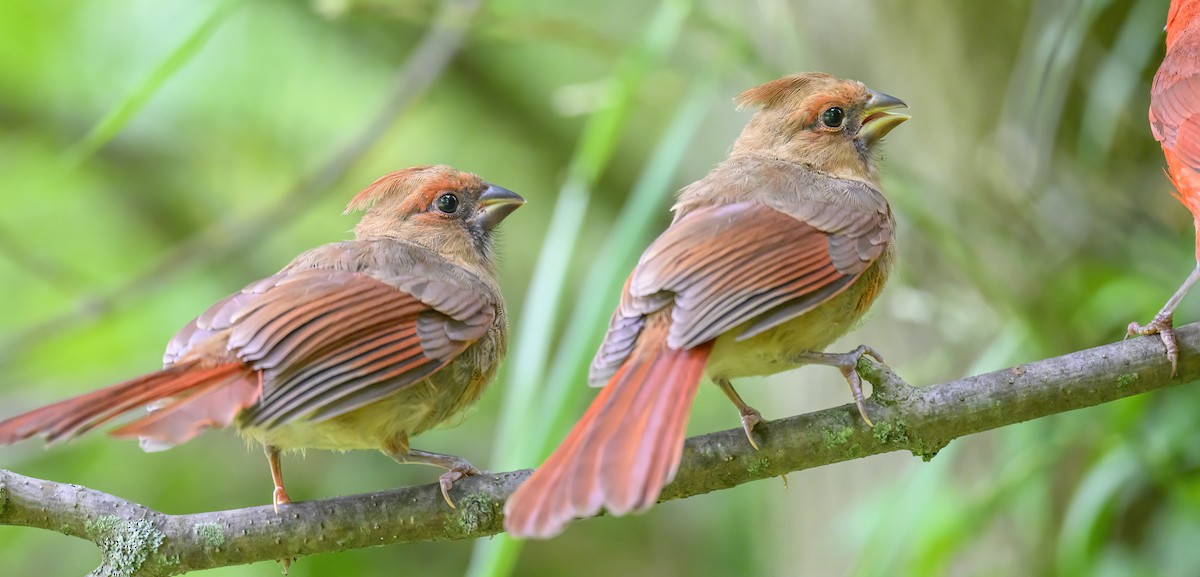 Cardinal rouge - ML620804271