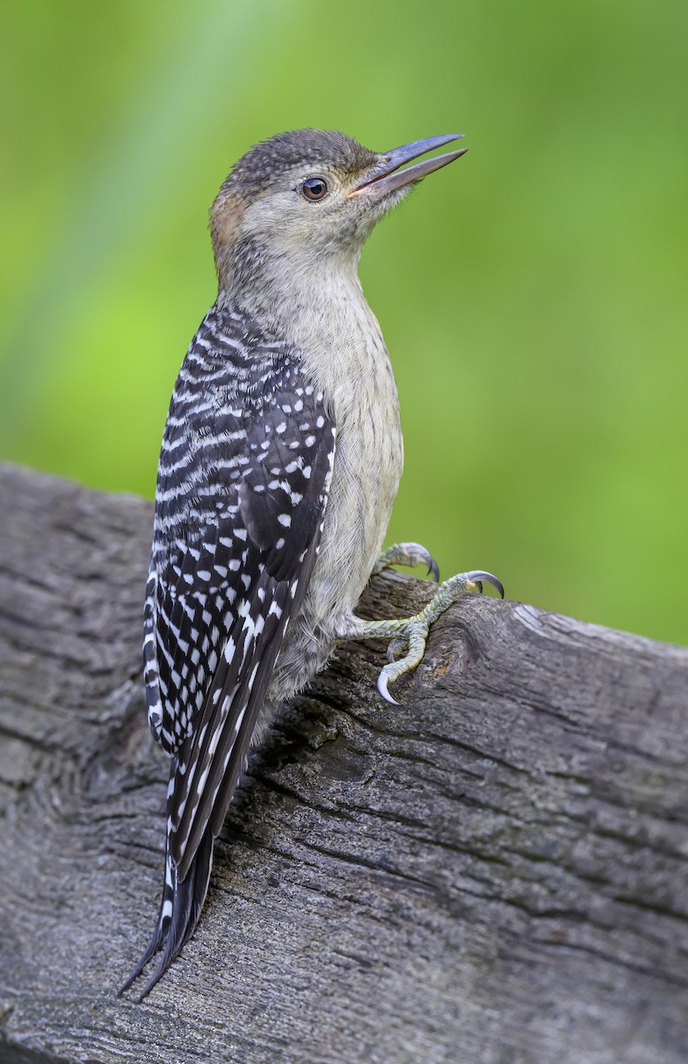 Red-bellied Woodpecker - ML620804272