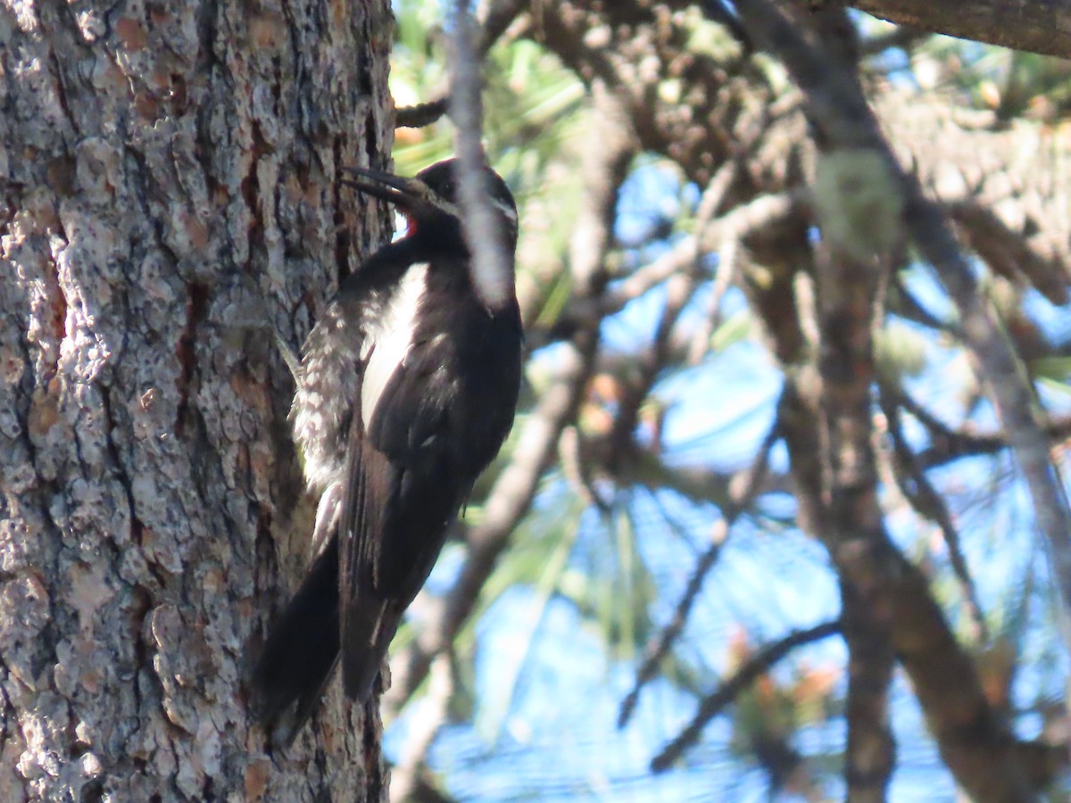 Hairy Woodpecker - ML620804273