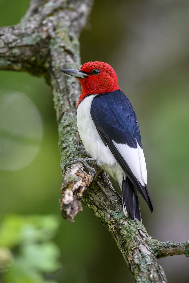 Red-headed Woodpecker - ML620804275