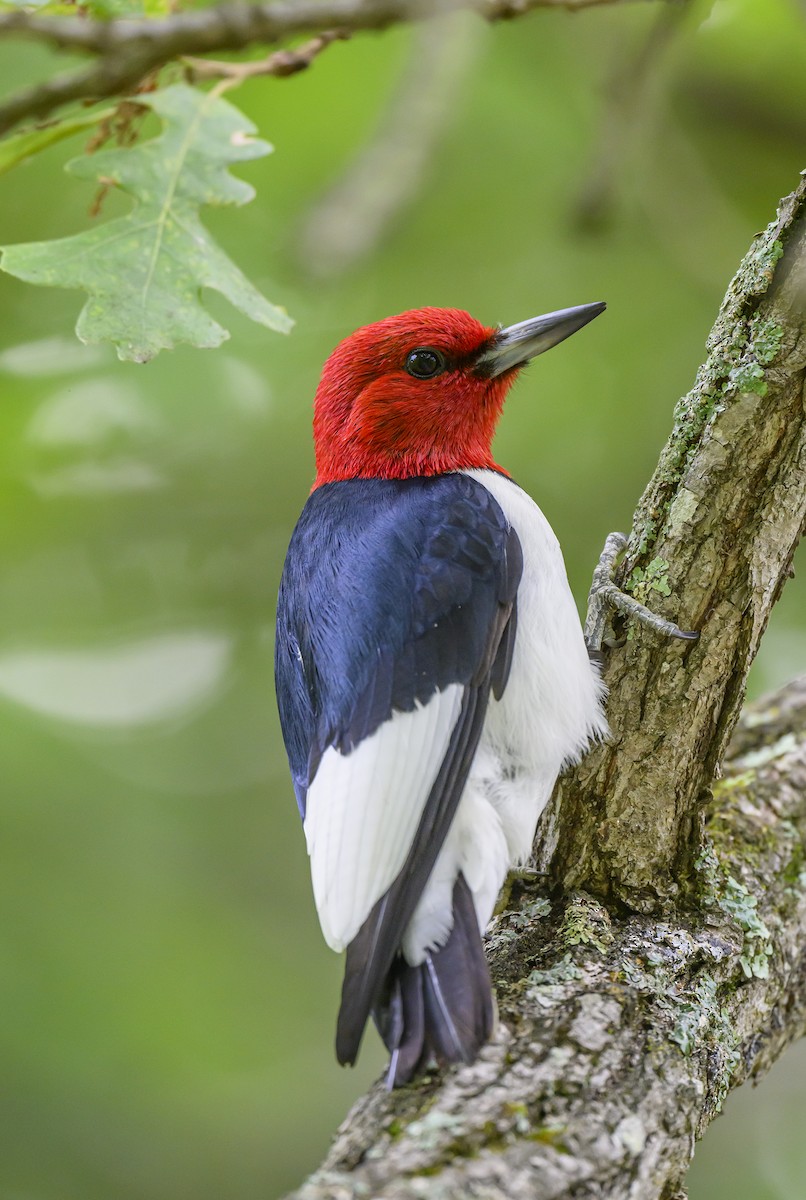 Pic à tête rouge - ML620804276