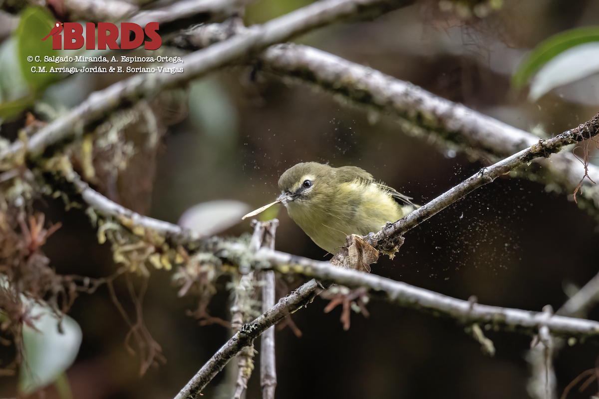 Sarı Kanatlı Vireo - ML620804277