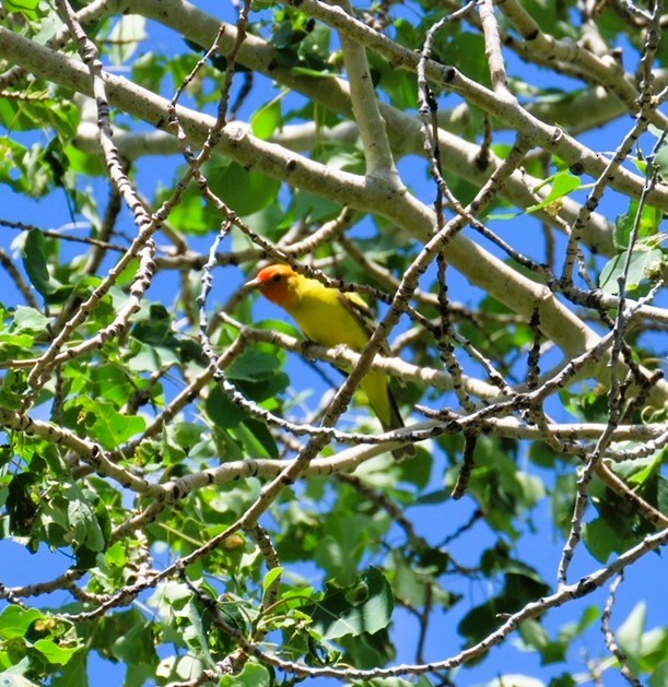 Western Tanager - ML620804278