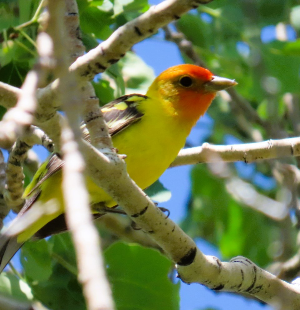 Western Tanager - ML620804279