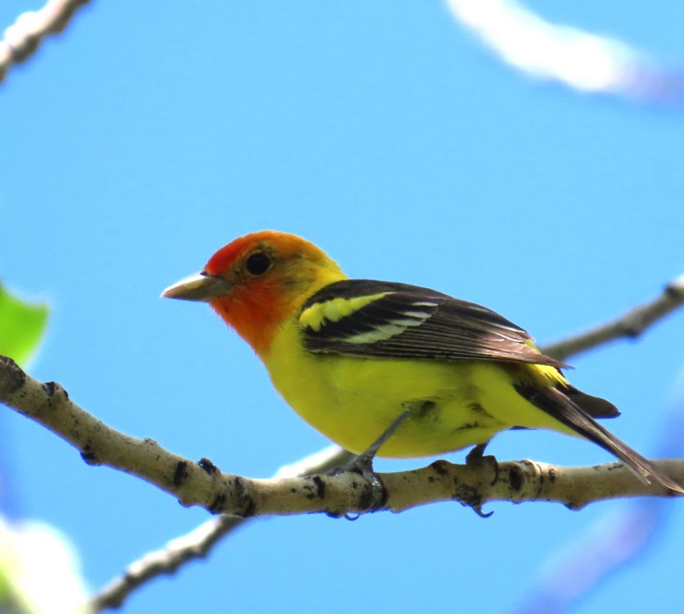 Western Tanager - ML620804280