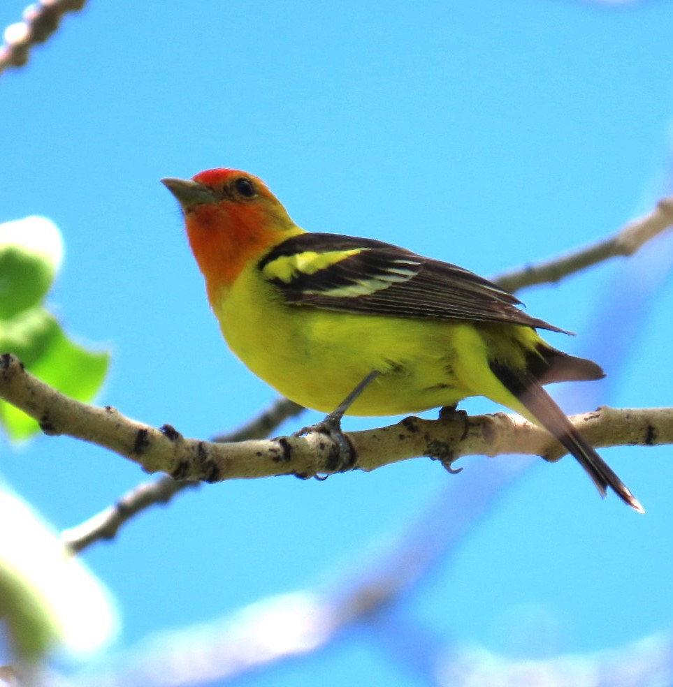 Western Tanager - ML620804281