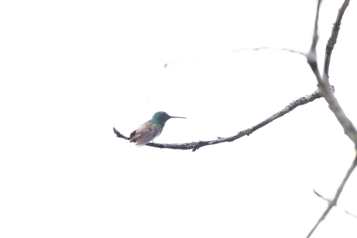 Snowy-bellied Hummingbird - ML620804285