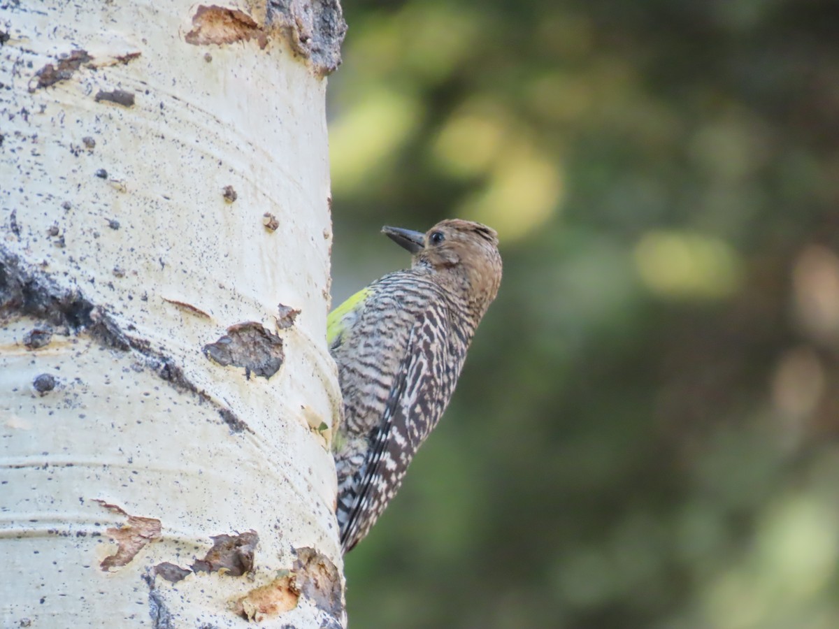 Williamson's Sapsucker - ML620804286