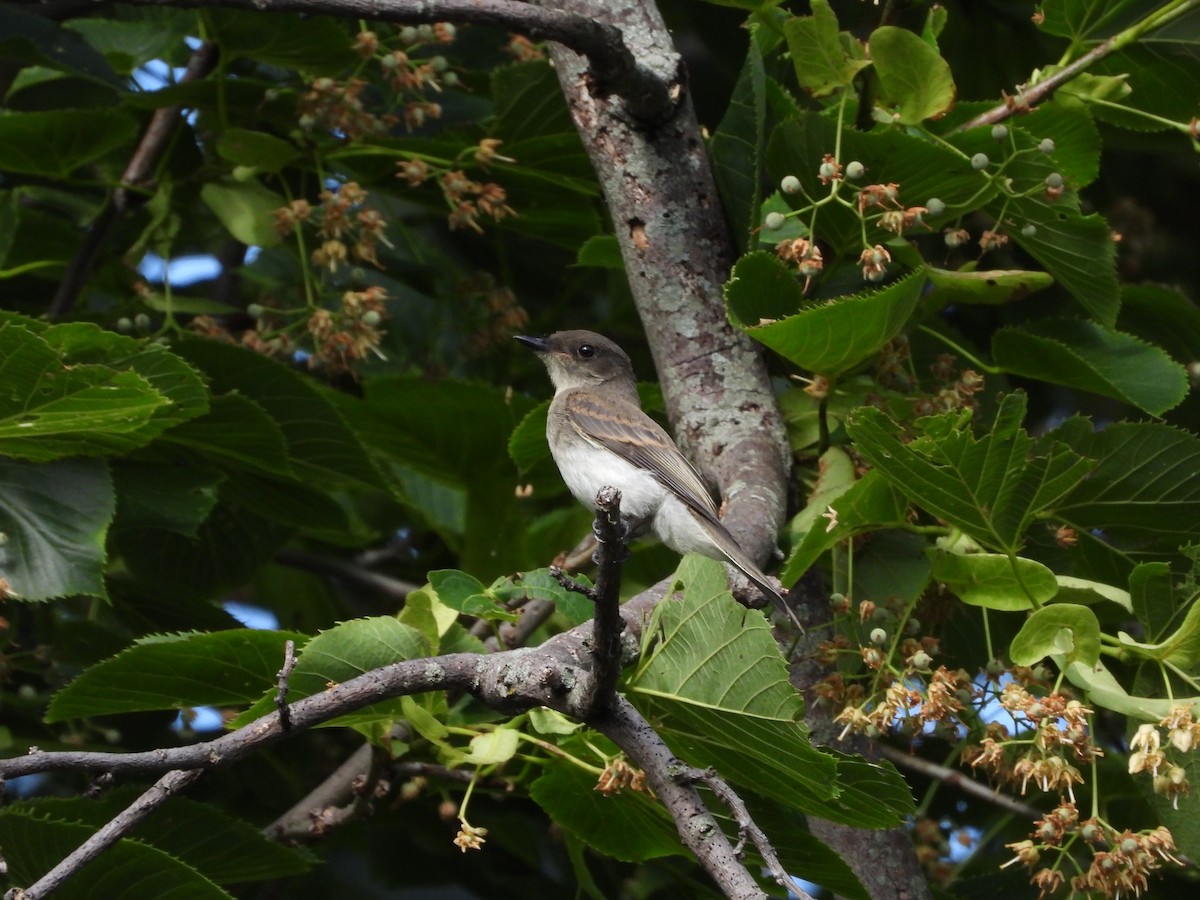 Eastern Wood-Pewee - ML620804287