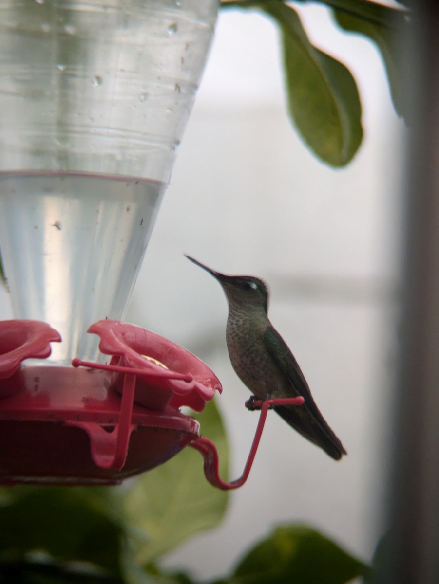 Green-backed Firecrown - ML620804290