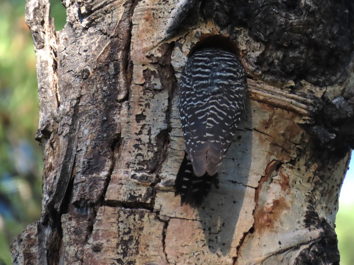 Williamson's Sapsucker - ML620804291