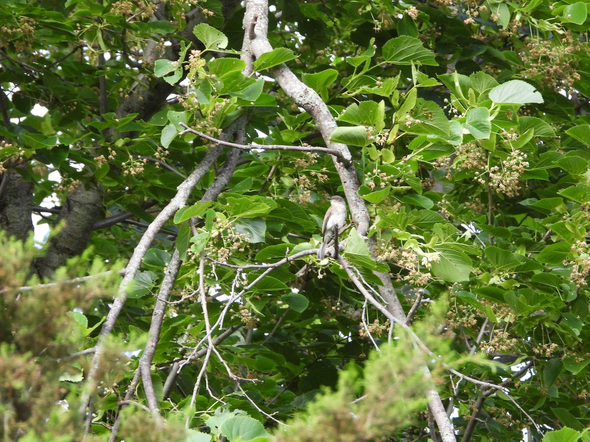 Eastern Wood-Pewee - ML620804295