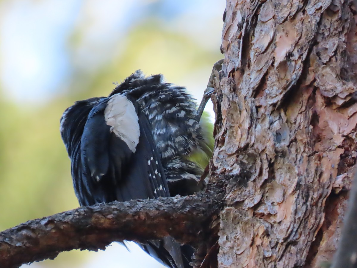 Williamson's Sapsucker - ML620804299