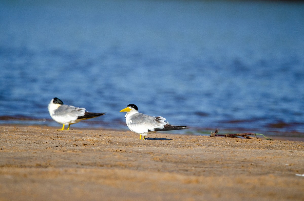 Large-billed Tern - ML620804301