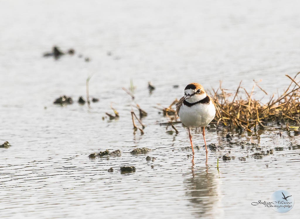 Collared Plover - ML620804302