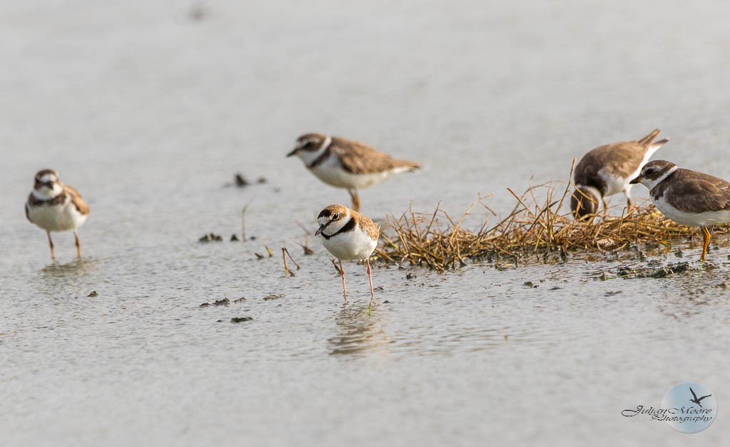 Collared Plover - ML620804303